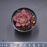 Echeveria Rosacea