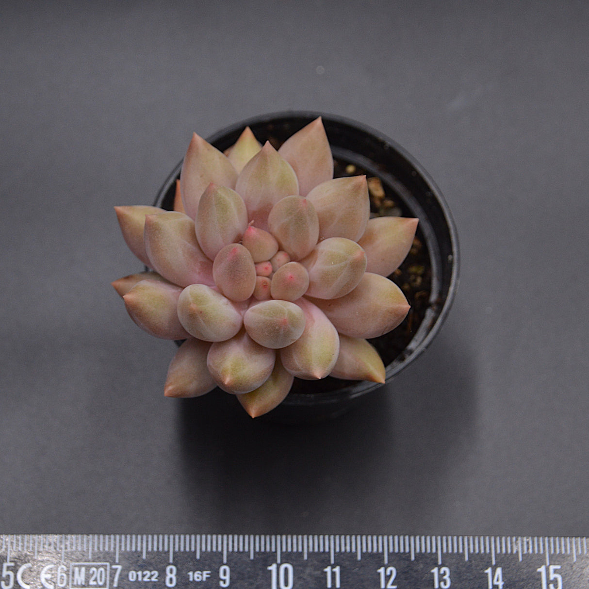 Pachyveria Dragonfly