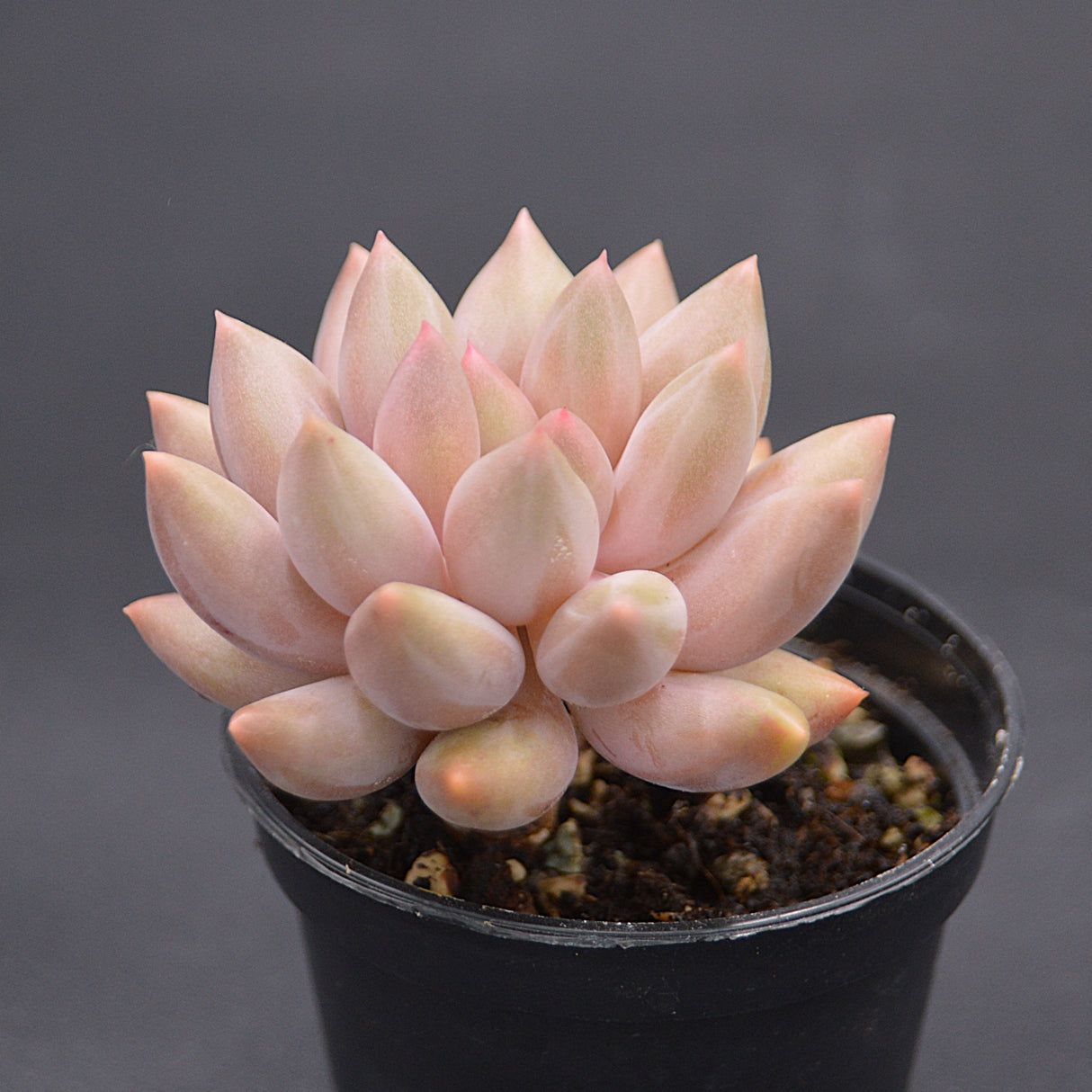 Pachyveria Dragonfly