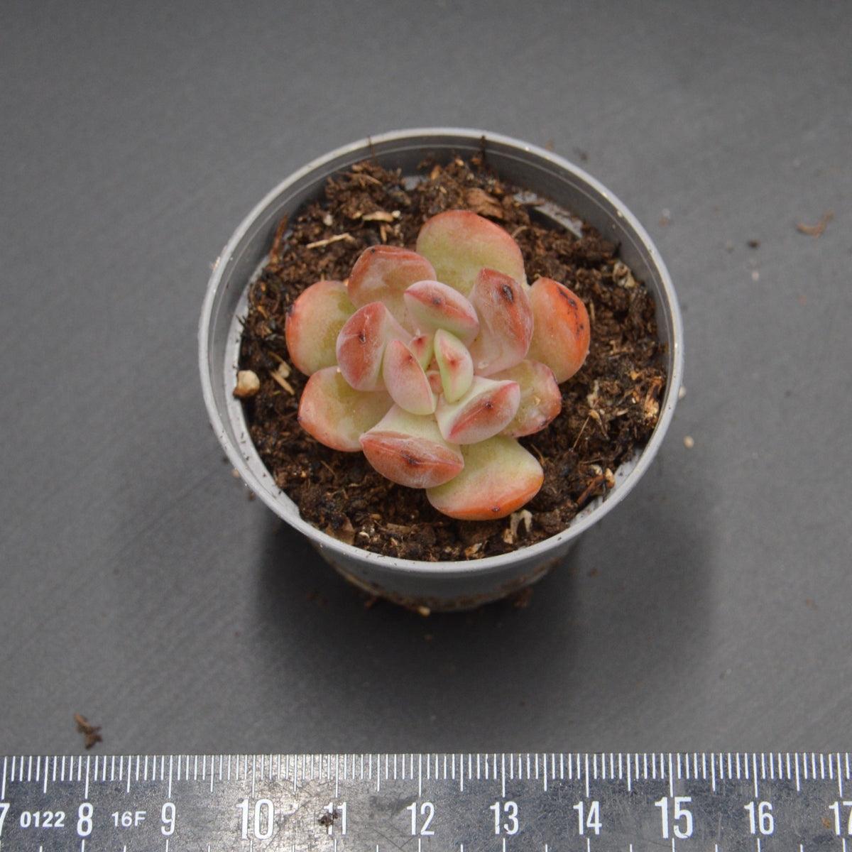Graptoveria A Grim One