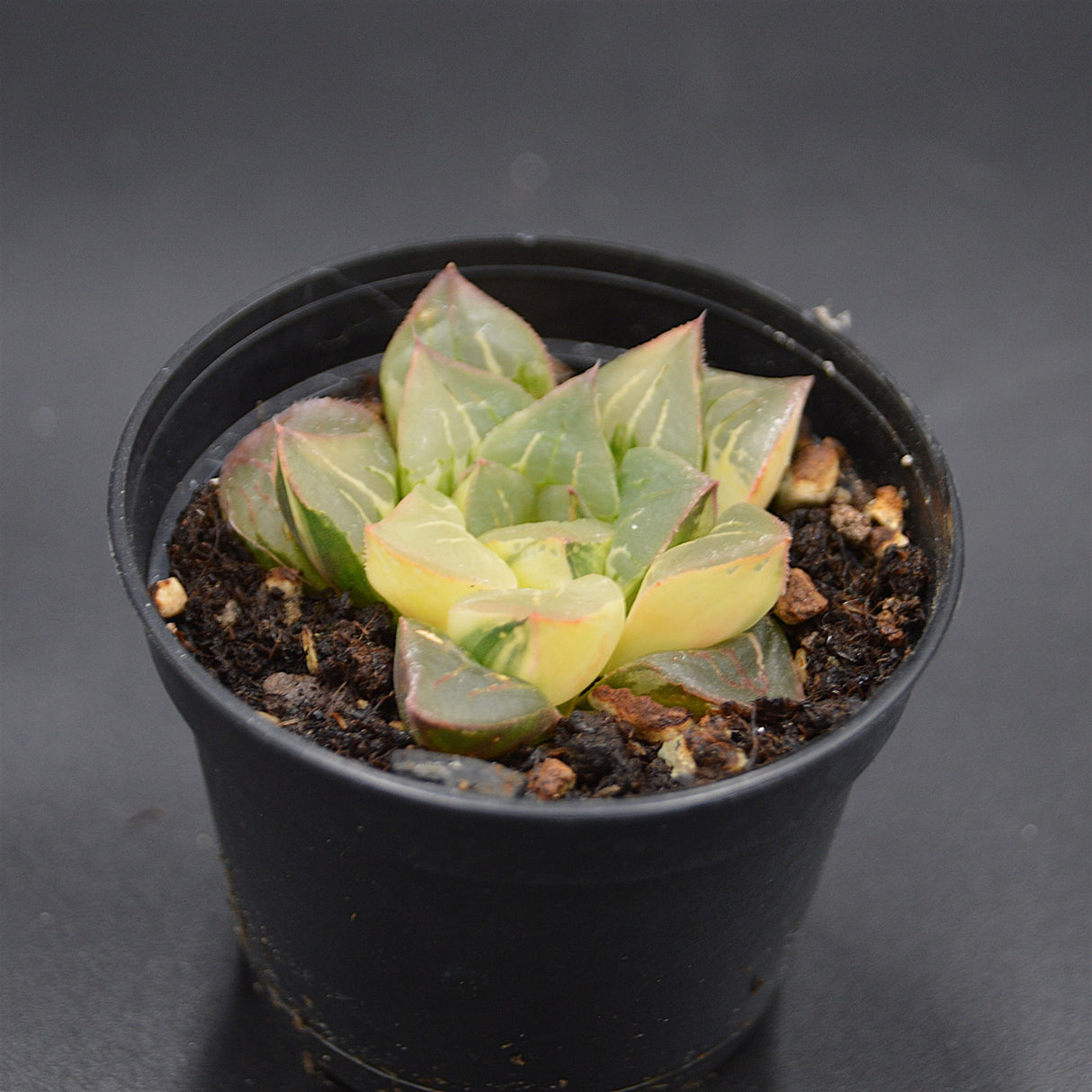 Haworthia magnifica f. variegata