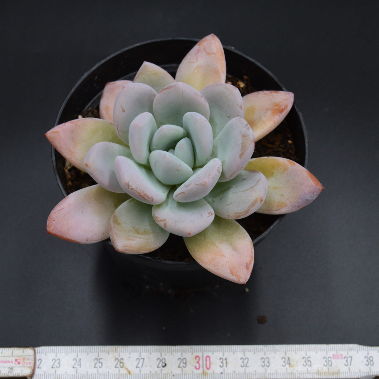 Graptoveria