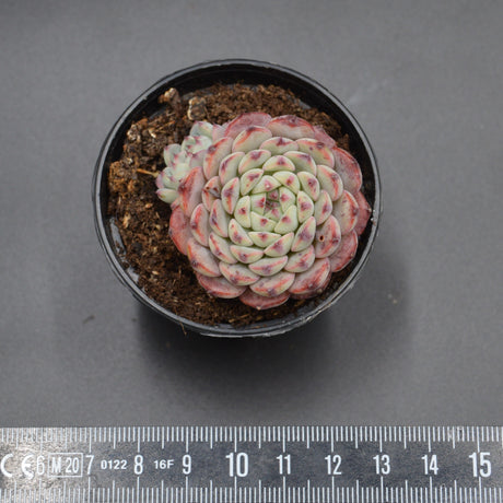 Echeveria Sarahime Botan