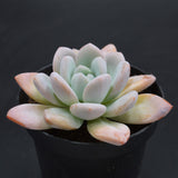 Graptoveria
