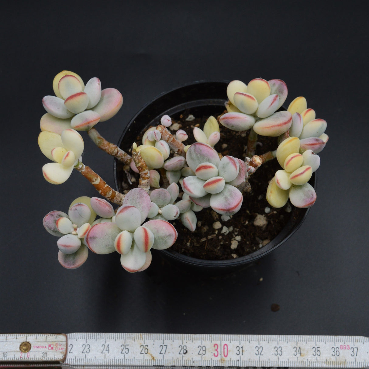 Cotyledon orbiculata f. variegata Cluster (Unicorn Plant)