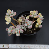 Cotyledon orbiculata f. variegata Cluster (Unicorn Plant)