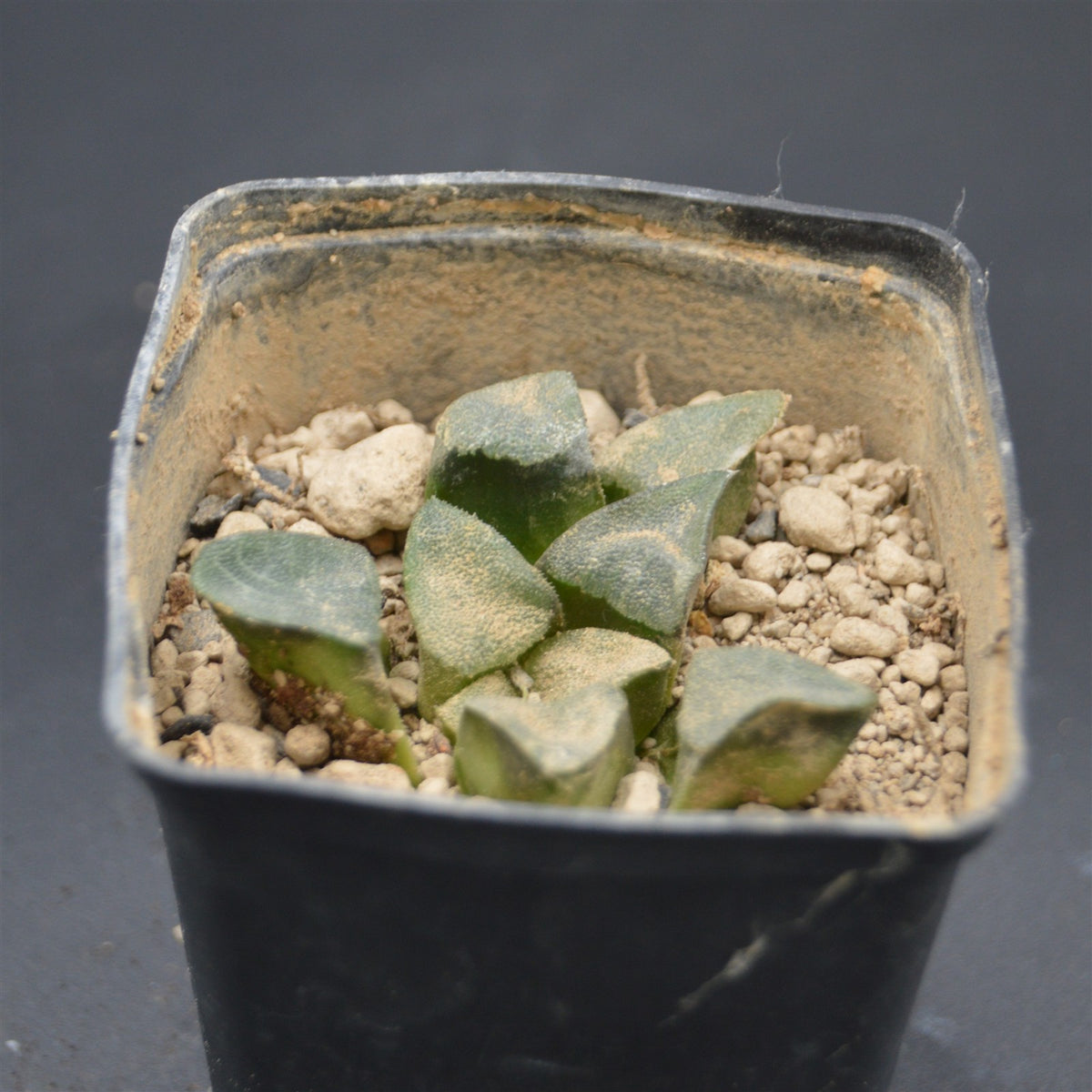 Haworthia bayeri
