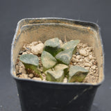 Haworthia bayeri