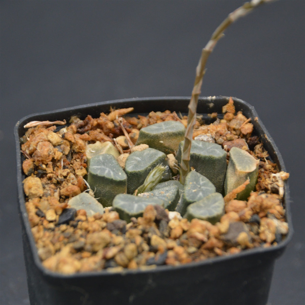Haworthia maughanii