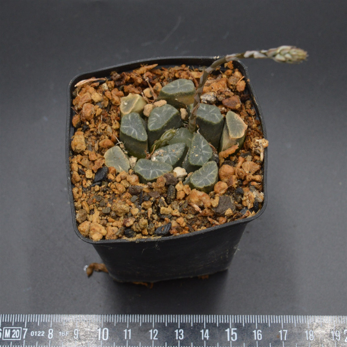 Haworthia maughanii