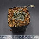 Haworthia maughanii