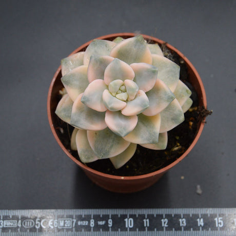 Graptoveria titubans f. variegata