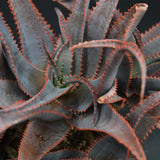 Aloe