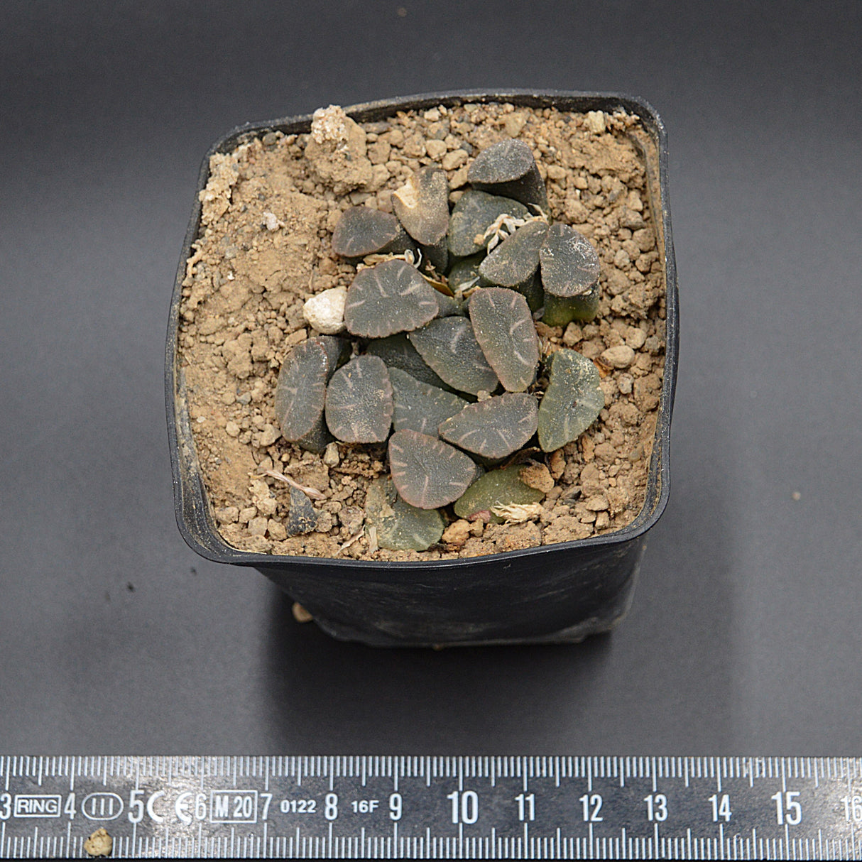 Haworthia maughanii