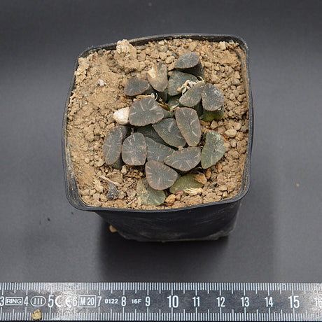 Haworthia maughanii