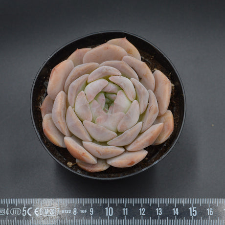 Echeveria Snow Tower