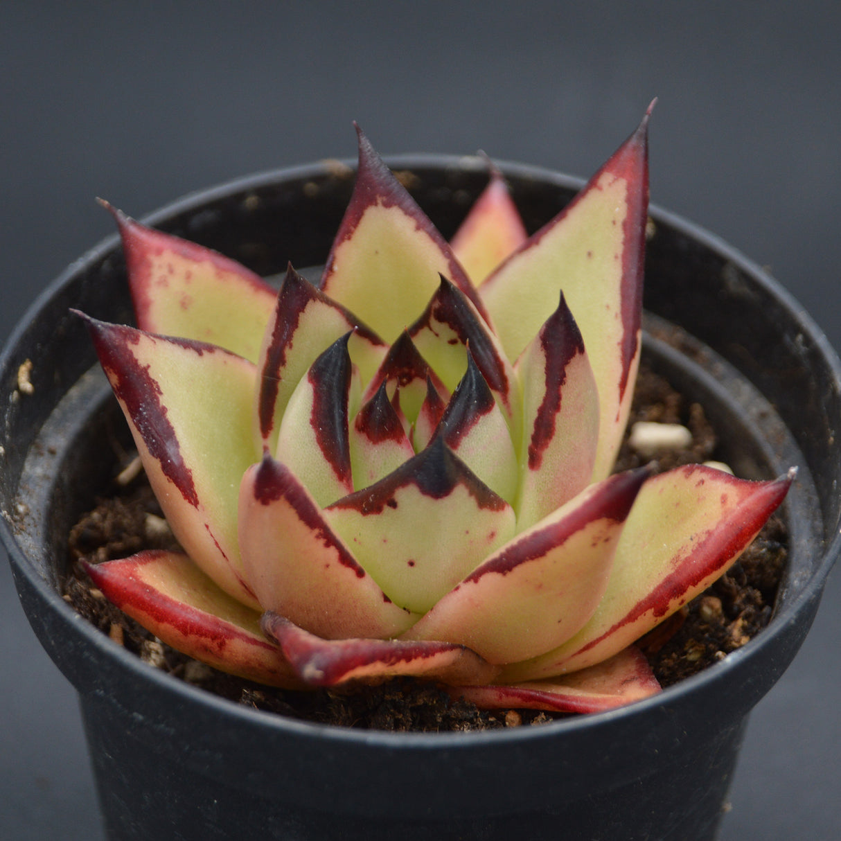 Echeveria Meikuan