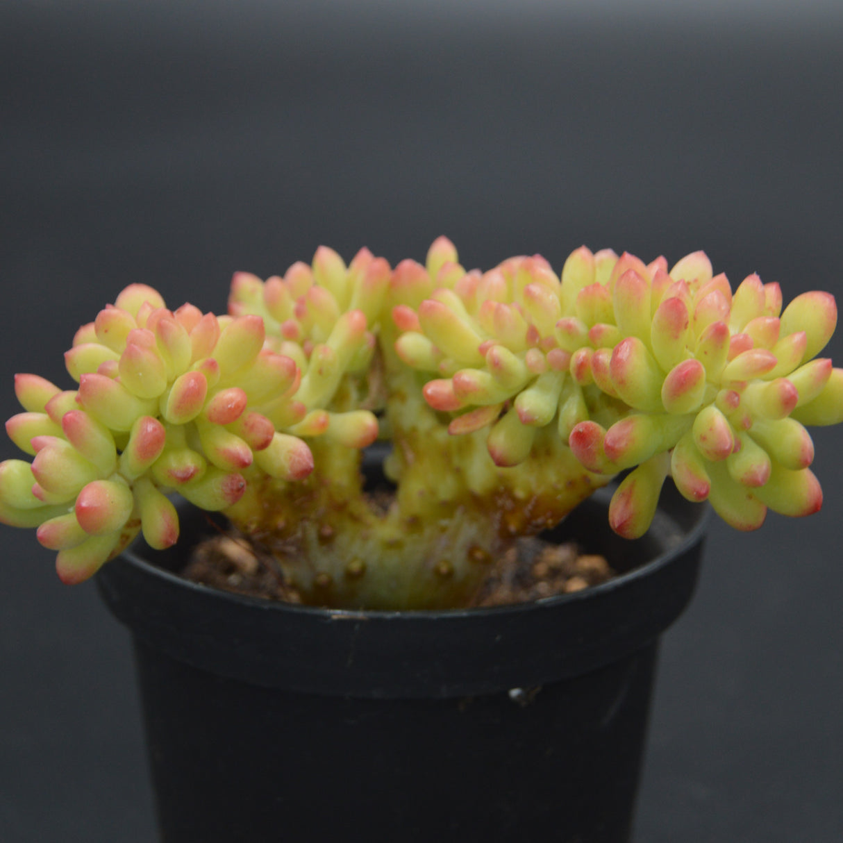 Sedum Alice Evans f. cristata