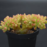 Sedum Alice Evans f. cristata