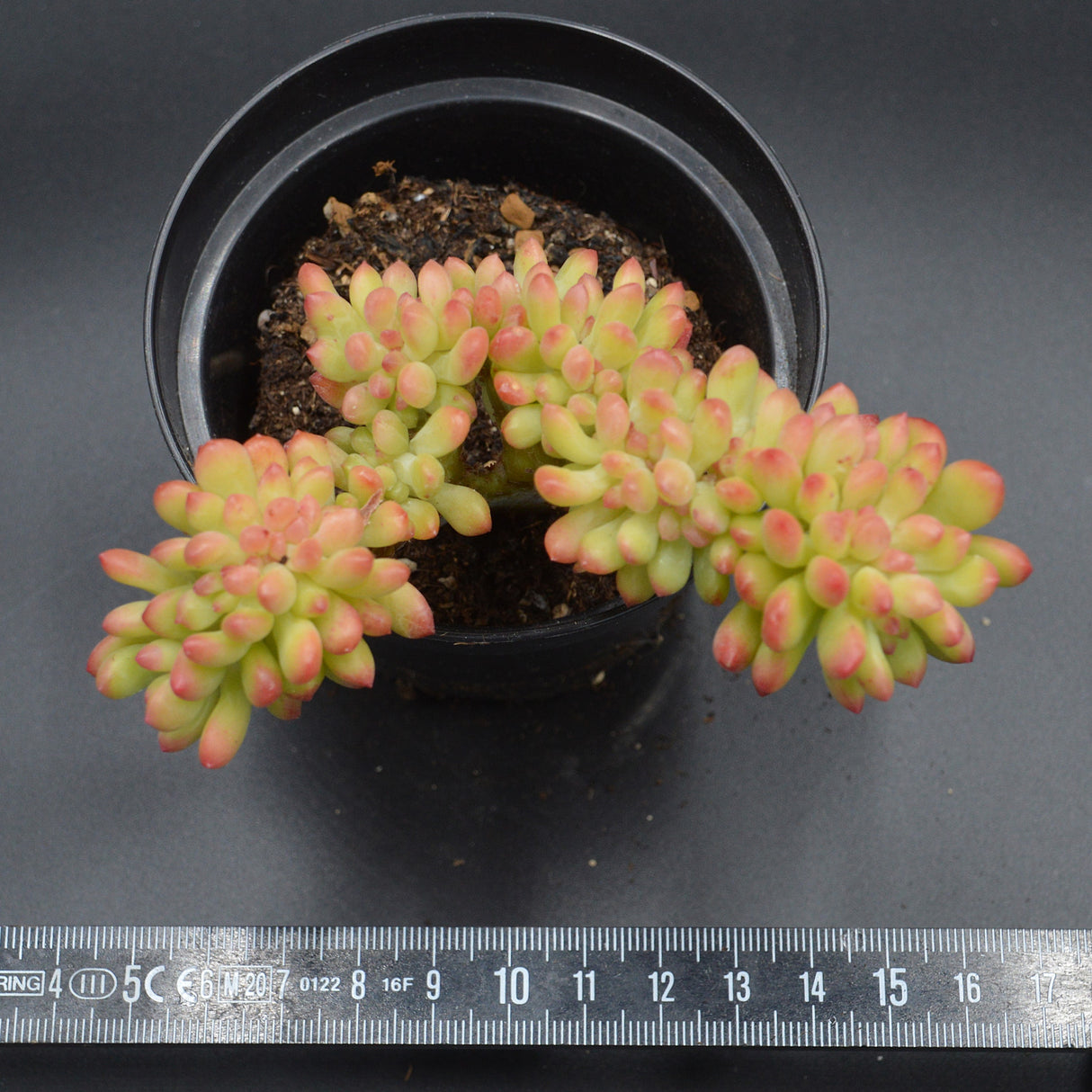 Sedum Alice Evans f. cristata