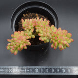 Sedum Alice Evans f. cristata