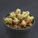 Conophytum vlakmynense