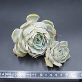Echeveria Lotus, Stecklinge