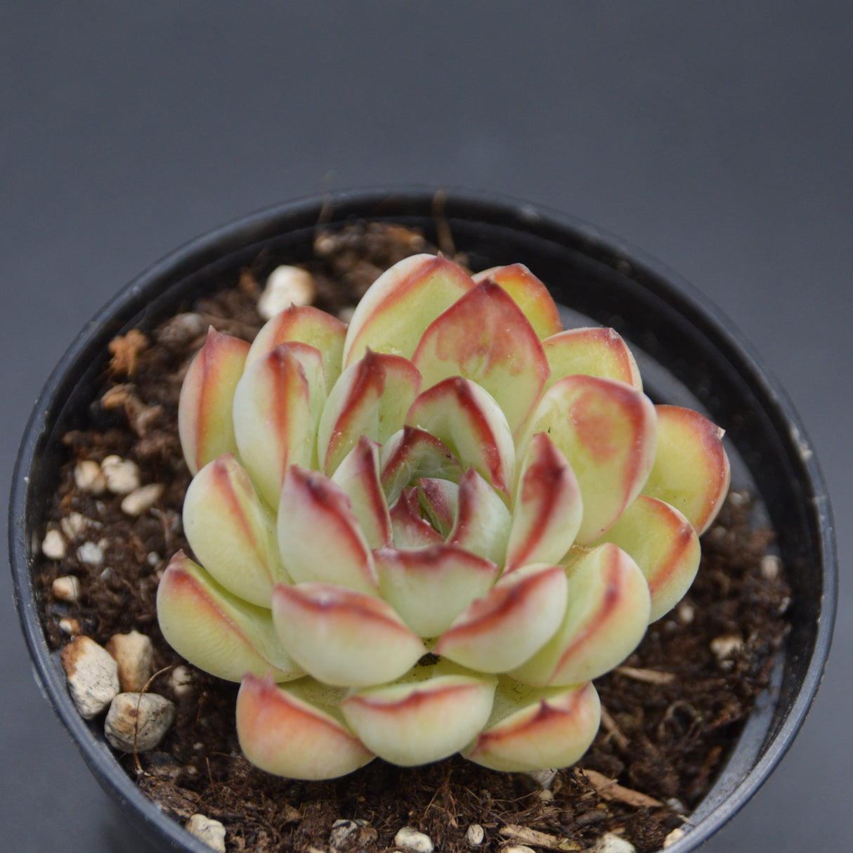 Echeveria pulidonis Drops
