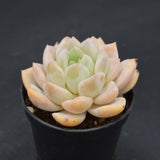 Echeveria Strawberry Milkshake