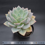 Echeveria Neptune