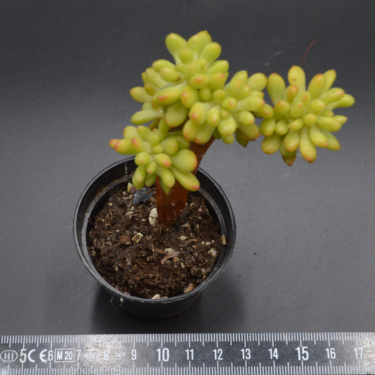 Sedum Alice Evans f. cristata