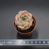 Echeveria Amazing Grace