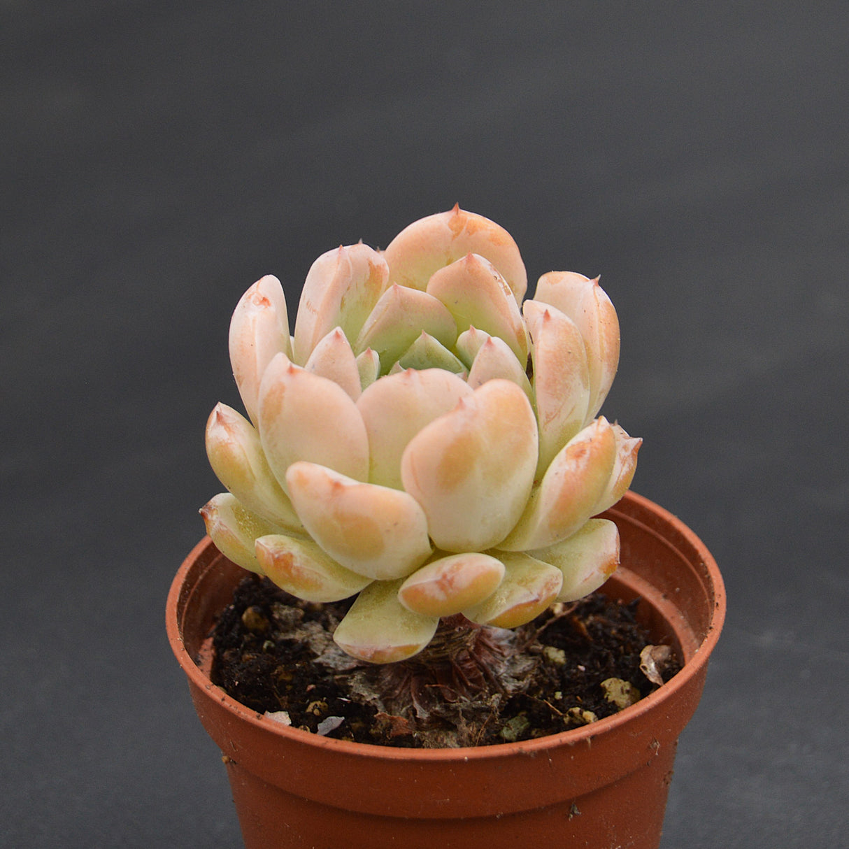 Echeveria Amazing Grace
