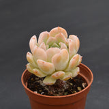 Echeveria Amazing Grace