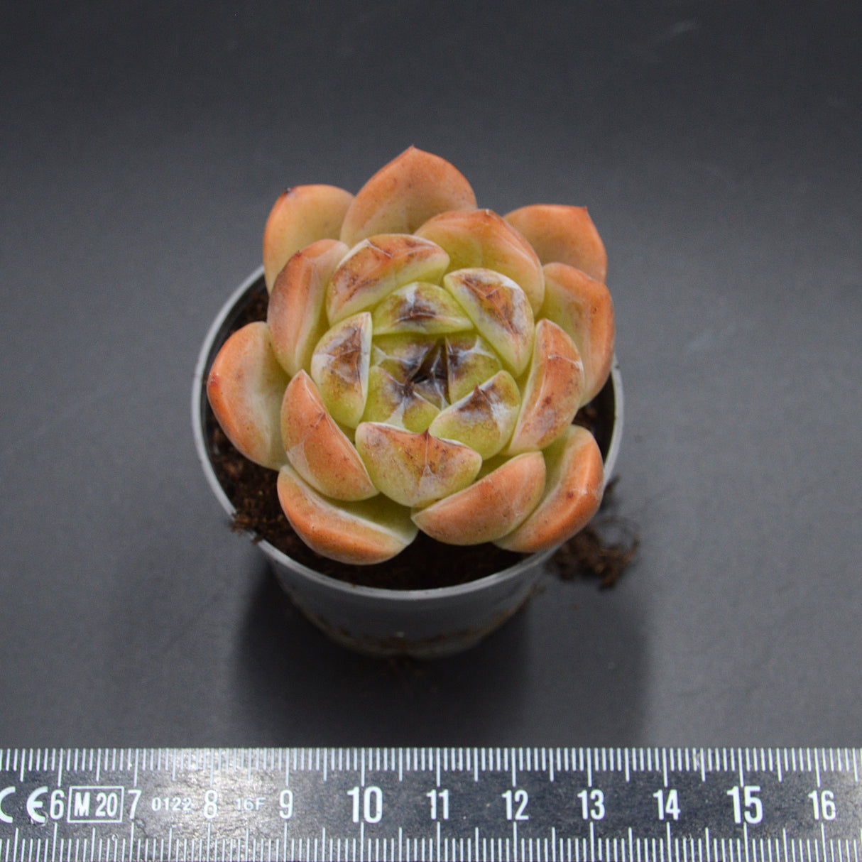Echeveria Zijin