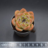 Echeveria Zijin