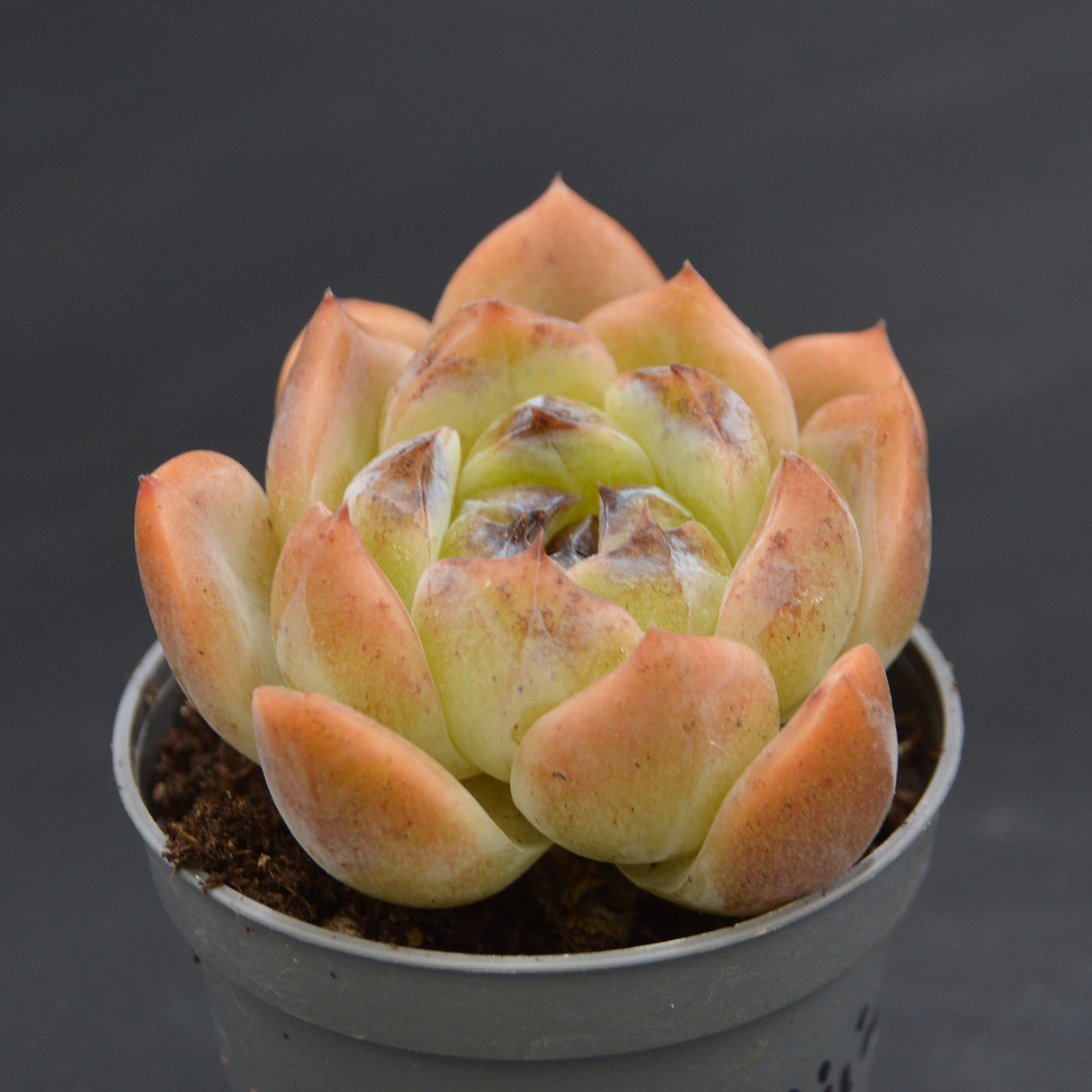 Echeveria Zijin