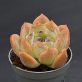 Echeveria Zijin