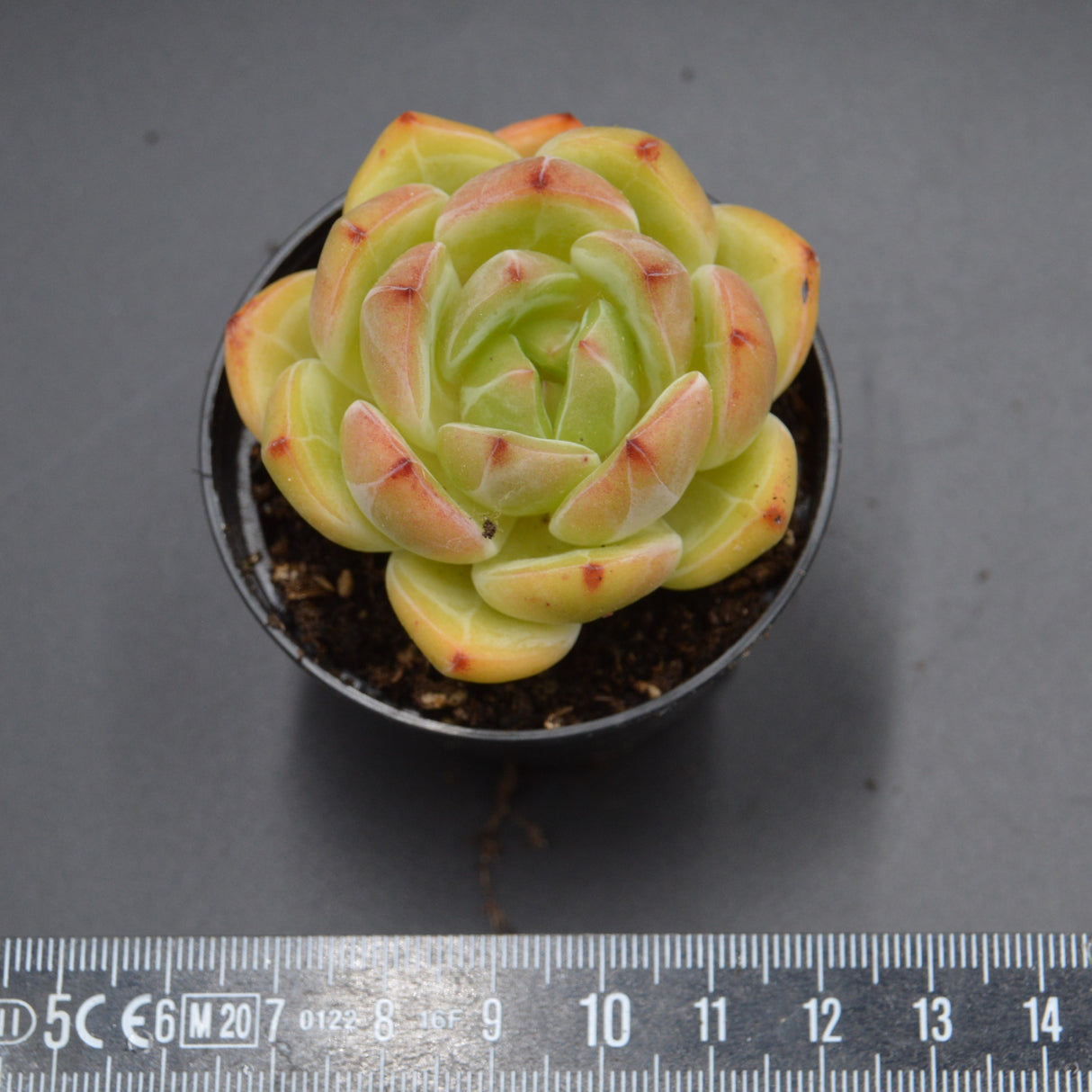 Echeveria Bird King