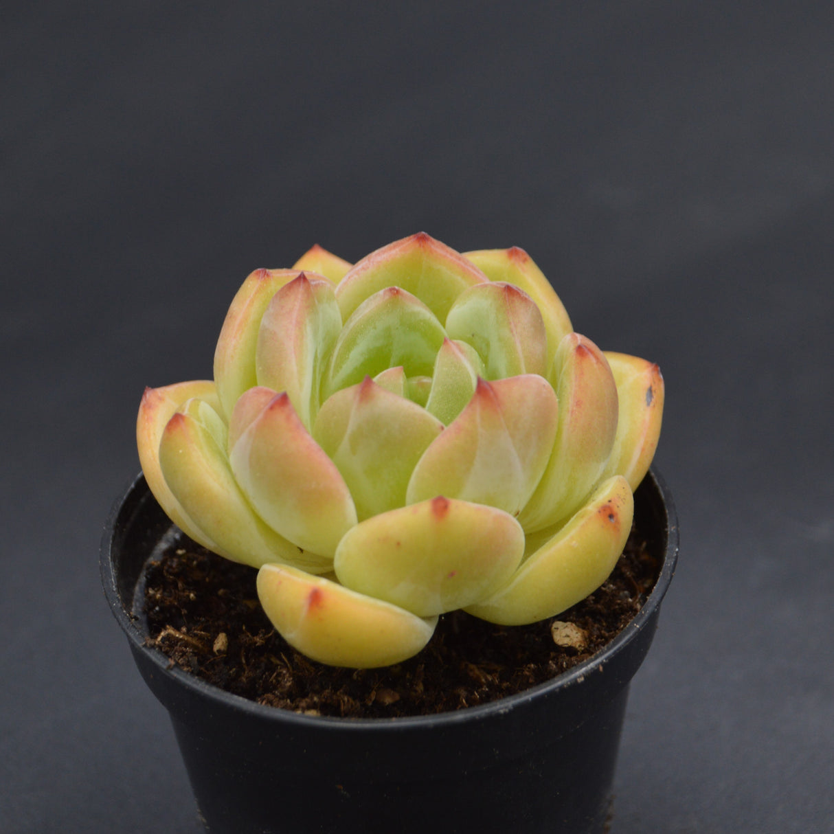 Echeveria Bird King