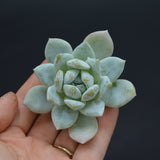 Echeveria Angel Steckling