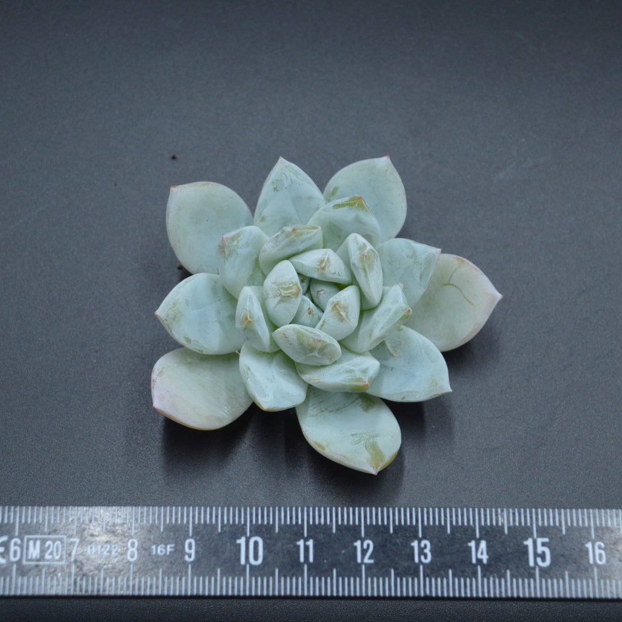 Echeveria Angel Steckling