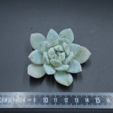 Echeveria Angel Steckling