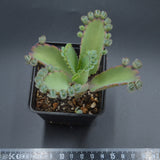 Kalanchoe laetivirens