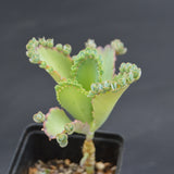 Kalanchoe laetivirens