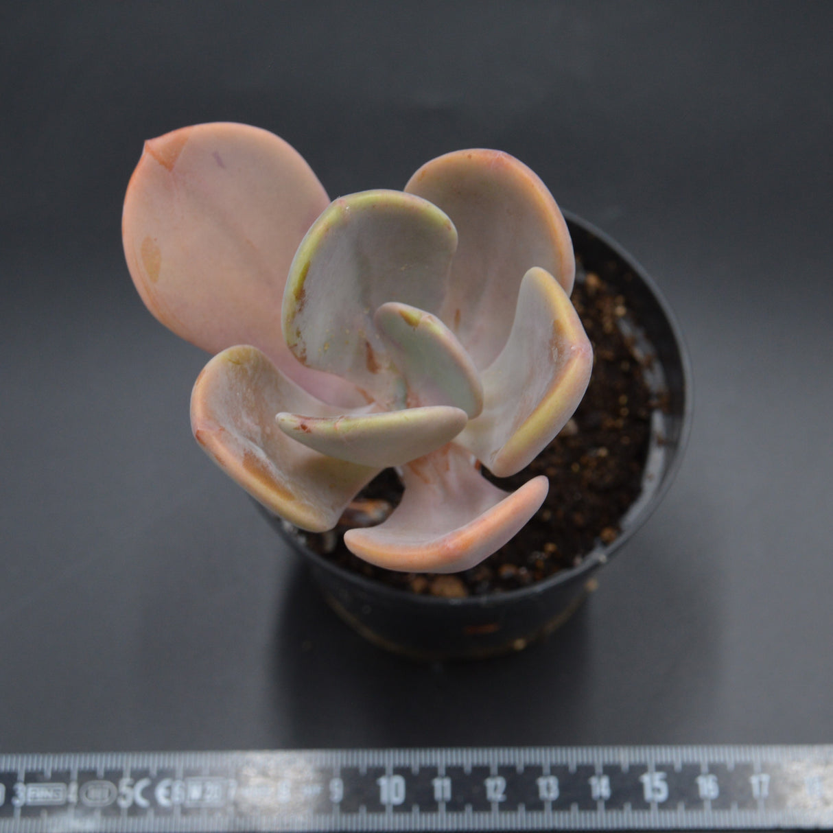 Pachyveria Chunky