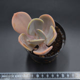 Pachyveria Chunky