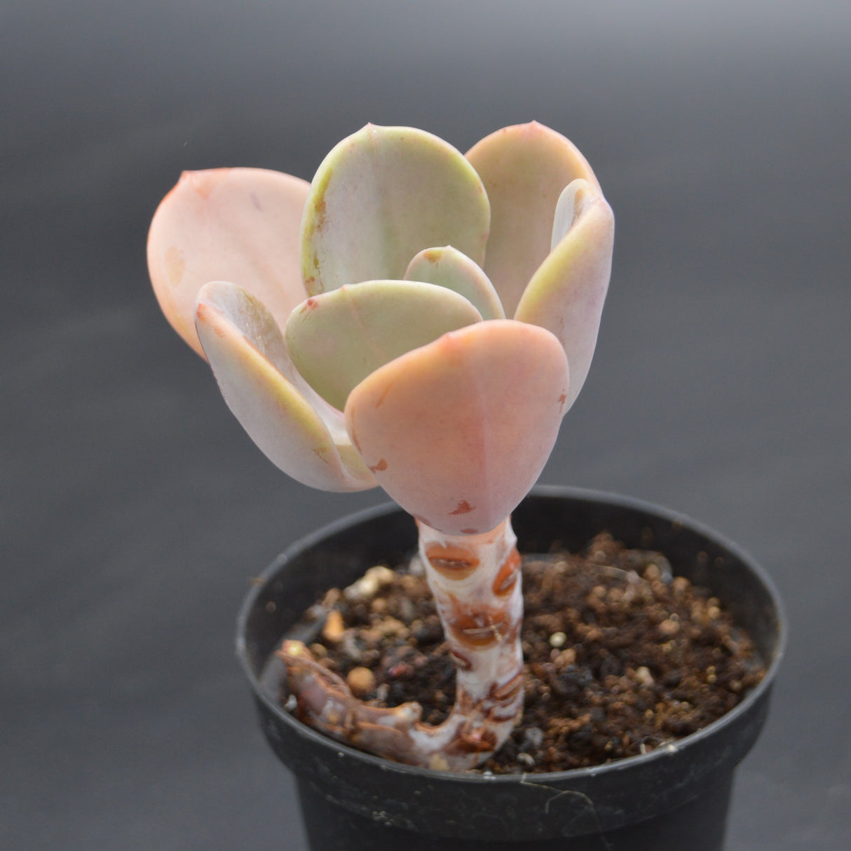 Pachyveria Chunky