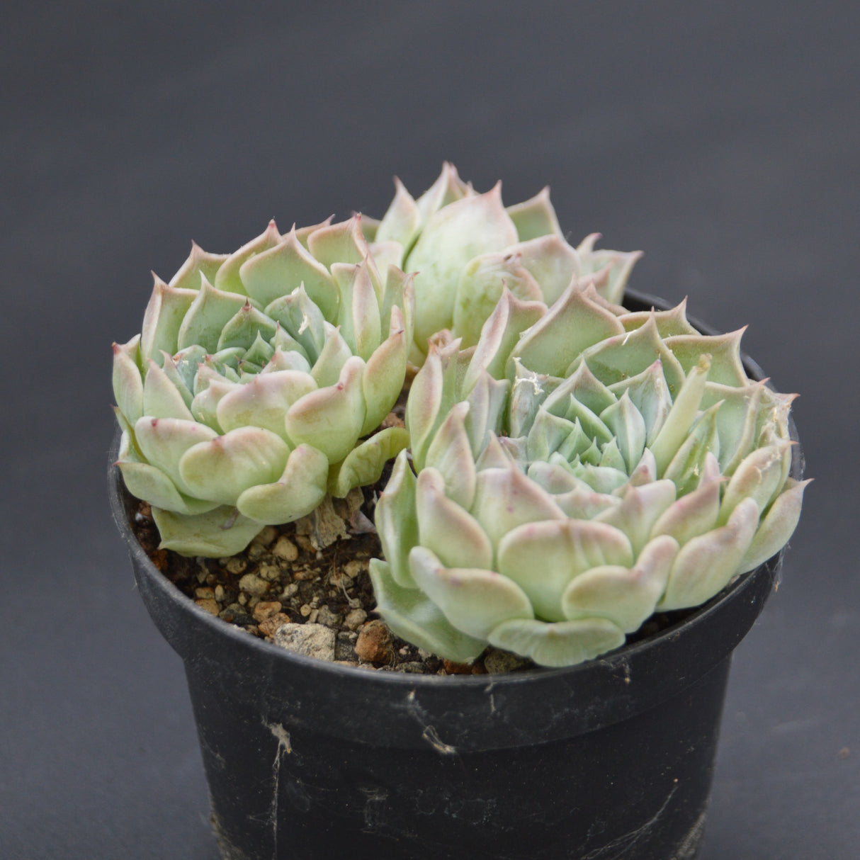 Echeveria Hyalina Hybrid