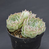 Echeveria Hyalina Hybrid